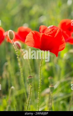 Fleurs de pavot rouge avec des capsules de graines fleurissant dans un champ de céréales avec un fond vert doux. Photographie originale. Banque D'Images