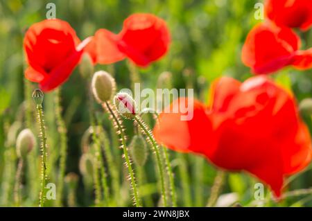 Fleurs de pavot rouge avec des capsules de graines fleurissant dans un champ de céréales avec un fond vert doux. Photographie originale. Banque D'Images