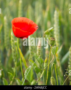 Fleurs de pavot rouge avec des capsules de graines fleurissant dans un champ de céréales avec un fond vert doux. Photographie originale. Banque D'Images