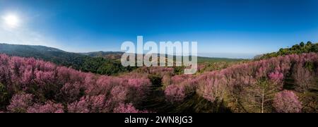 Panorama de drone aérien de fleurs de cerisier de sakura rose sur la montagne Phu Lom Lo, Phitsanulok et la province de Loei, Thaïlande Banque D'Images