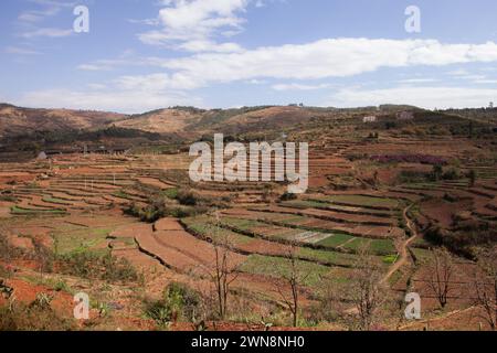 Rizières en terrasses en Chine Banque D'Images