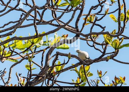 Pigeon impérial de Torresian (Ducula spilorrhoa), pigeon blanc Nutmeg, pied impérial australien ou pigeon du détroit de Torres dans un acajou africain Banque D'Images