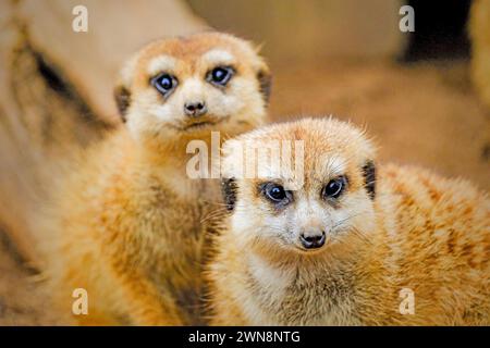 Suricate (Suricata suricatta) vit en groupes de 20-50 Banque D'Images