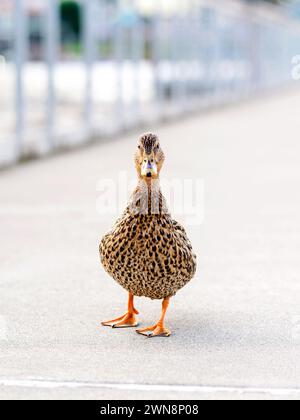 Mignon canard posant sur le quai tout en prenant une pause de la natation Banque D'Images