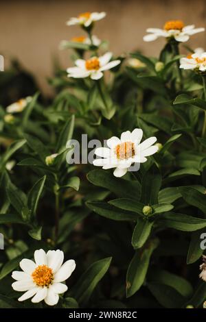 Zinnias blancs fleurissant dans le jardin Banque D'Images