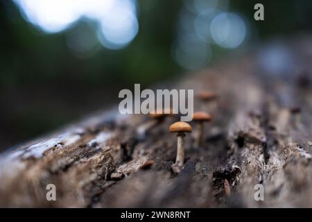 Groupement de champignons à chapeau orange poussant sur souche d'arbre en décomposition Banque D'Images