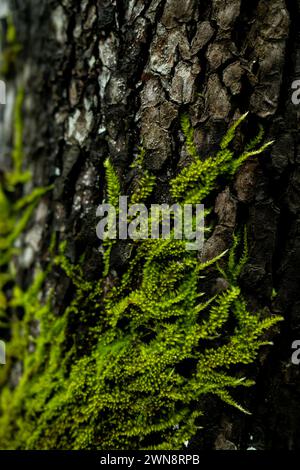 Mousse vert vif poussant dans les fissures de l'écorce d'arbre Banque D'Images