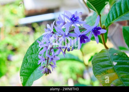 Bouquet de couronne violette fleurissant sur l'arbre Banque D'Images