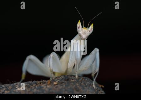 Fleur Mantis en fond sombre Banque D'Images