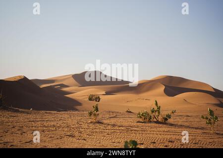 Hautes dunes avec végétation au premier plan ciel bleu Banque D'Images