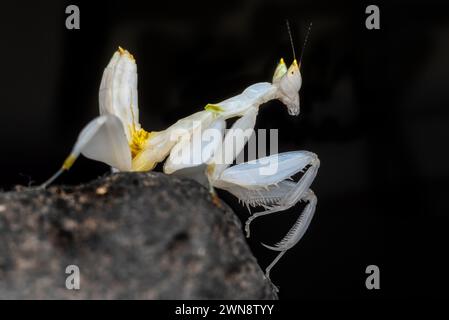 Fleur Mantis en fond sombre Banque D'Images