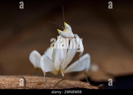 Fleur Mantis en fond sombre Banque D'Images