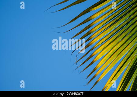 Palmier contre le ciel bleu Banque D'Images