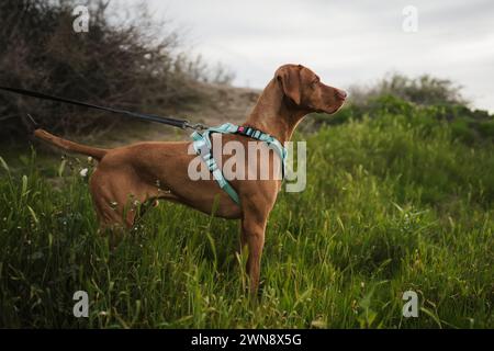 Chien Vizsla debout à l'attention dans l'herbe verte Banque D'Images