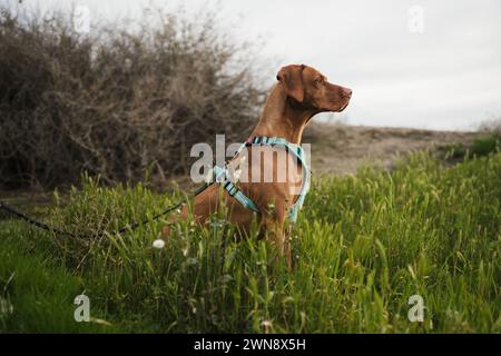 Chien Vizsla assis dans de hautes herbes Banque D'Images