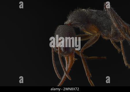 Vous êtes si près que vous pouvez voir les pores des fourmis WORCESTER PARK, ANGLETERRE ILS ressemblent à des photos d'IA, mais ces fascinantes images de mini-monstre sont en fait clos Banque D'Images