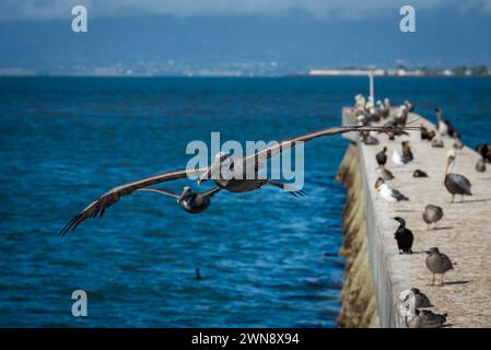 Groupe de pélicans bruns en vol sur le front de mer, San Francisco, Californie, USA. Banque D'Images