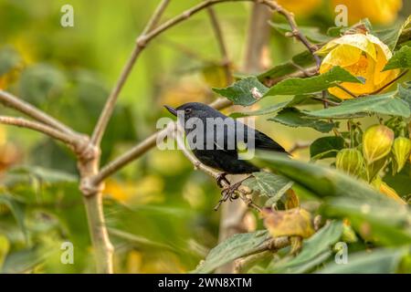 Perforateur de fleurs à flancs blancs (Diglossa albilatera), oiseau est une espèce assez commune et répandue de perforateur de fleurs. Valle Del Cocora, département de Quindio Banque D'Images