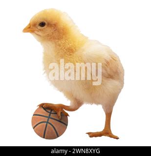 Brillant buff Orpington poulet poussin avec un basket isolé dans une photo de studio. Banque D'Images