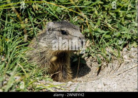 Marmotte alpine à l'entrée du terrier, Val Trupchun, Parc National Suisse Banque D'Images