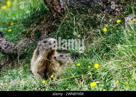 Marmotte alpine avec ses petits dans le Val Trupchun, Parc National Suisse Banque D'Images