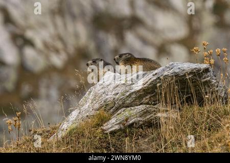 Paire de marmottes alpines sur un rocher dans les alpes en Italie (Col du Grand-Saint-Bernard) Banque D'Images