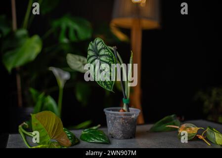 belle fleur d'argent dragon d'alocasia sur la table. Banque D'Images