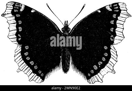 camberwell Beauty, Nymphalis antiopa, (encyclopédie, 1893), Trauermantel, Morio Banque D'Images