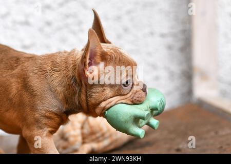 Isabella sable chien bouledogue français chiot portant un jouet grinçant dans la bouche Banque D'Images