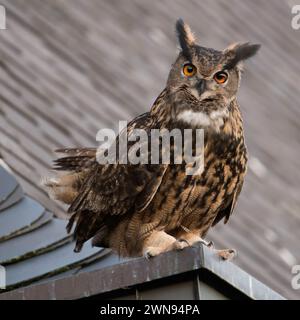 Grand / Owl Bubo bubo Europaeischer Uhu ( ) mâle adulte, assis, perché, une cour en haut d'un toit, ancienne église, curieux, a l'air drôle, wildli Banque D'Images