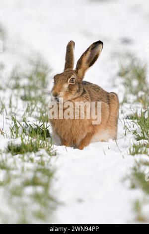 Lièvre brun / lièvre européen ( Lepus europaeus ) en hiver, assis sur des terres agricoles couvertes de neige, la faune, l'Europe. Banque D'Images