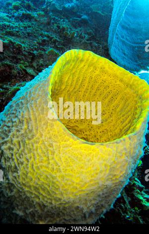 Éponge de mer, récif de corail, mer des Caraïbes, Playa Girón, Cuba, América Banque D'Images