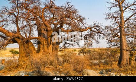 Le Baobab, Adansonia digitata, Kubu Island, mer Blanche de sel, Lekhubu, Makgadikgadi Pans National Park, Botswana, Africa Banque D'Images