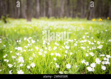 Fond avec une clairière verte de forêt ensoleillée avec des primroses blanches et de petites fleurs. Banque D'Images