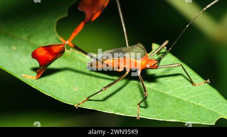 Bug Shield, Chust Bug, Hemiptera, forêt tropicale, bassin de la rivière Napo, Amazonie, Équateur, Amérique Banque D'Images