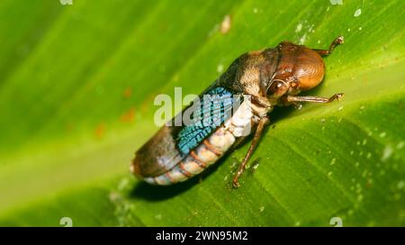 Bug Shield, Chust Bug, Hemiptera, forêt tropicale, bassin de la rivière Napo, Amazonie, Équateur, Amérique Banque D'Images
