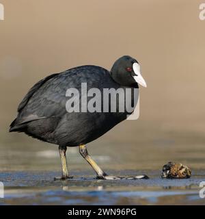 harte Kost... Blässralle Fulica atra , auch Blässhuhn genannt, im Winter häufiger, weit verbreiteter, auffälliger schwarzer Wasservogel mit Weißer Blässe und rundlicher Gestalt, steht auf Eis vor einer Wandermuschel, die von Blässrallen gerne g Black Coot / Eurasian Coot Fulica atra debout sur glace devant une moule zébrée, corps entier, longueur, vue latérale, commun, oiseau d'eau répandu, faune, Europe. Nordrhein-Westfalen Deutschland, Westeuropa Banque D'Images