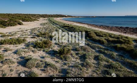 Végétation de dunes, plage es Caragol, commune de Santanyi, Majorque, Iles Baléares, Espagne Banque D'Images