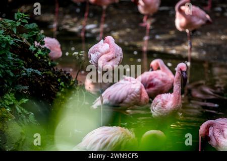 Un groupe de flamants roses se dresse dans l'eau avec des reflets et une atmosphère calme, flamants (Phoenicopteridae) Banque D'Images