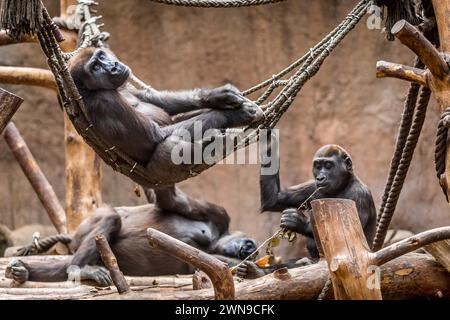 Un groupe de gorilles se détendent sur une structure en bois avec des cordes, gorilles, gorilles Banque D'Images