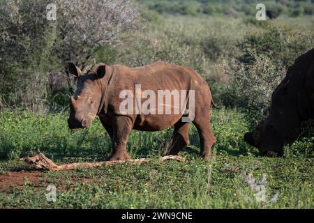 Rhinocéros blancs (Ceratotherium simum) juvénile, réserve privée luxuriante, parc national de Pilanesberg, Afrique du Sud, Afrique Banque D'Images