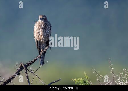 Silver Singing Goshawk, également connu sous le nom de pale chanting Goshawk (Melierax canorus) Juvenile, Madikwe Game Reserve, North West Province, Afrique du Sud, RSA Banque D'Images