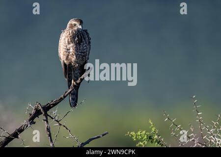 Silver Singing Goshawk, également connu sous le nom de pale chanting Goshawk (Melierax canorus) Juvenile, Madikwe Game Reserve, North West Province, Afrique du Sud, RSA Banque D'Images