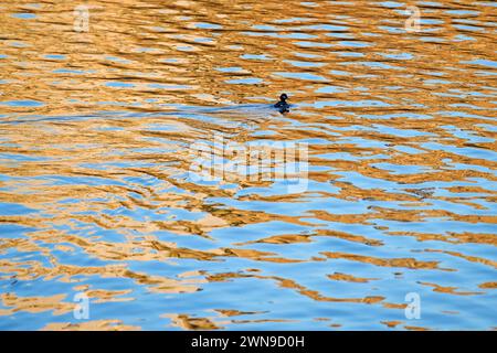 New York, États-Unis. 29 février 2024. Un buffle nage sur un lac à Central Park, New York, États-Unis, 29 février 2024. Crédit : Li Rui/Xinhua/Alamy Live News Banque D'Images