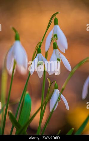 Gouttes de neige dans le soleil de printemps dans la forêt, Iéna, Thuringe, Allemagne Banque D'Images