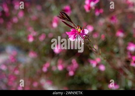 Une abeille pollinisant les fleurs roses tendres de Lindheimers Beeblossom Butterfly Gaura Banque D'Images