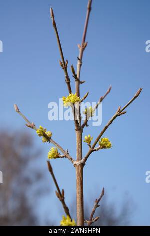 Floraison de cerise de cornaline (en Autriche nommée Dirndl) au printemps Banque D'Images