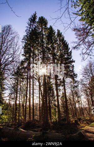 Dundee, Tayside, Écosse, Royaume-Uni. 1er mars 2024. Météo Royaume-Uni : magnifique soleil sur Tayside, avec des températures atteignant 10°C. Templeton Woods à Dundee offre des vues spectaculaires sur les rafales de soleil et les reflets de caméra à travers les arbres, les arbres de la nature à la forme unique et les promenades dans la nature. Crédit : Dundee Photographics/Alamy Live News Banque D'Images