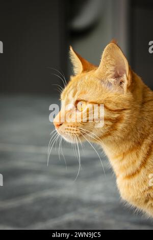 Chat de rue isolé en ville Banque D'Images