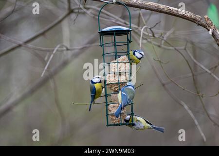 Frühlingserwachen : Meisen am Futterhaus , Deutschland, 01.03.2024, Farbenfrohe Meisen sammeln sich an einem Futterhaus, Naturidylle *** printemps éveil titsouris à la mangeoire, Allemagne, 01 03 2024, les titsouris colorées se rassemblent à une mangeoire, nature idylle Banque D'Images